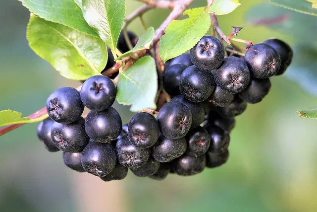 Młode krzewy aronii posadzone w rzędzie jako naturalna osłona plantacji borówki na Pomorzu