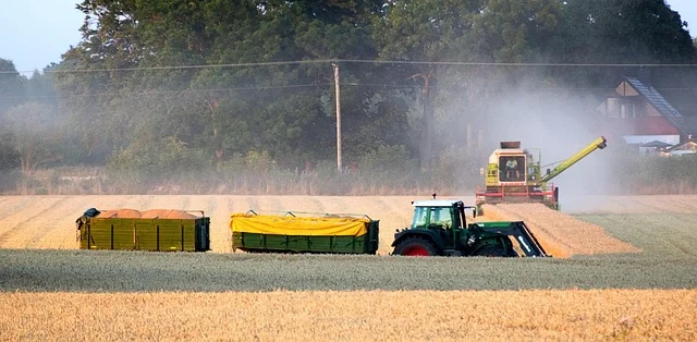 Kombajn zbożowy i rolnik na polu jesiennym żniwnej pszennicy podczas zbiorów we wrześniu