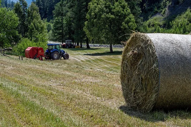 Ciągnik podczas sianokosów zbierający siano na polu