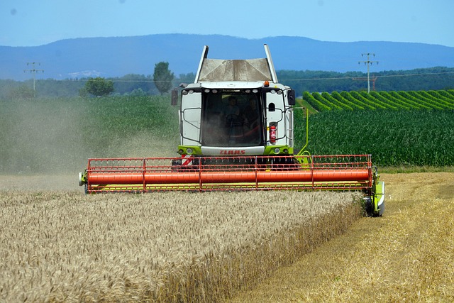 Kobieta zbierająca borówki na plantacji w sierpniowe popołudnie